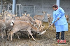 西藏工布江达养鹿基地蹚出